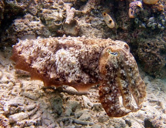 cuttlefish camouglage