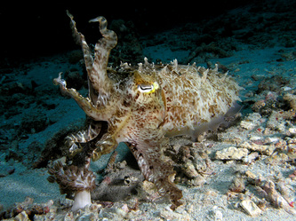 camouflaged cuttlefish