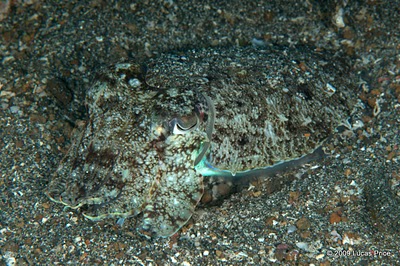 camouflaged cuttlefish