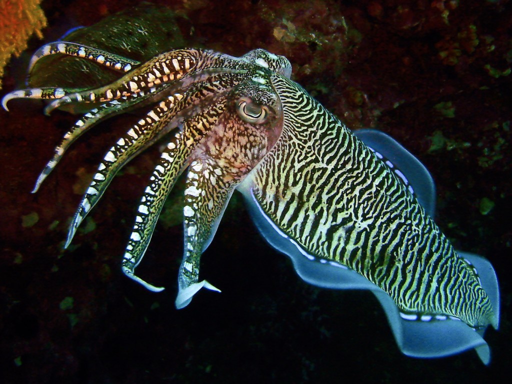 cuttlefish tentacles