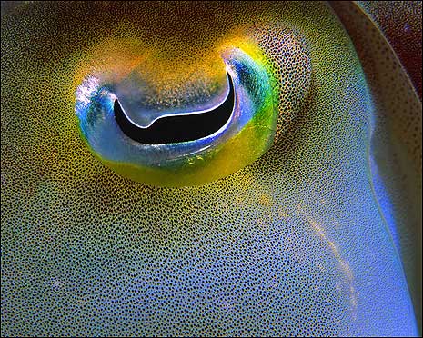 cuttlefish eye